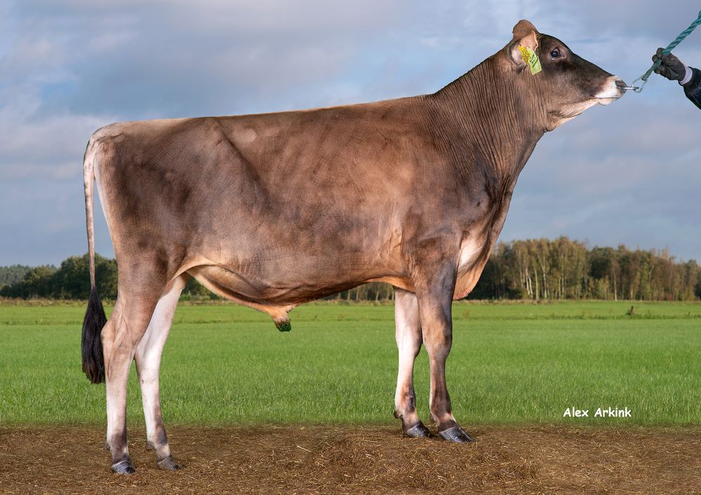 A Jersey bull standing in a field.